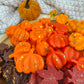 Wax Melts Otoño en colores